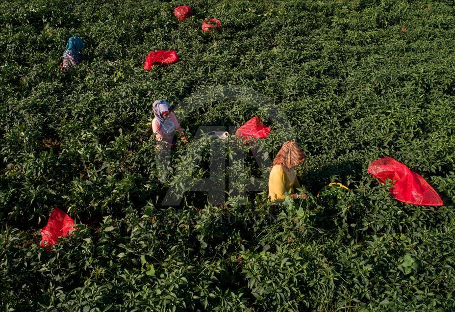 Pizzaların "Meksika biberi" Türkiye'den