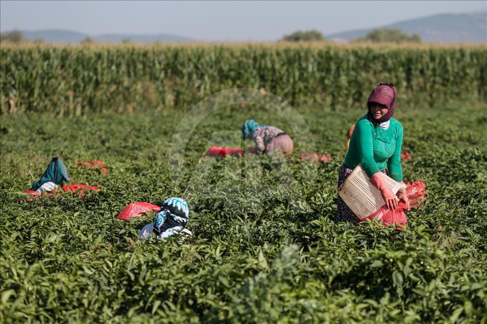 Pizzaların "Meksika biberi" Türkiye'den