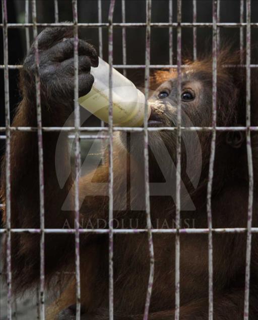Rescatan a cría de orangutan víctima del comercio ilegal en Indonesia