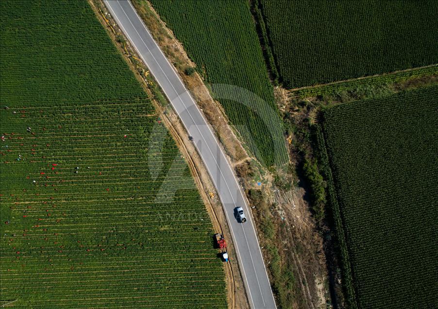 Pizzaların "Meksika biberi" Türkiye'den