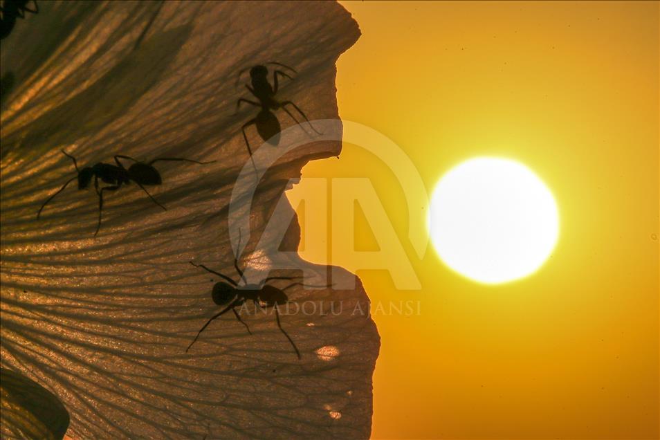Ants during sunset in Turkey's Van