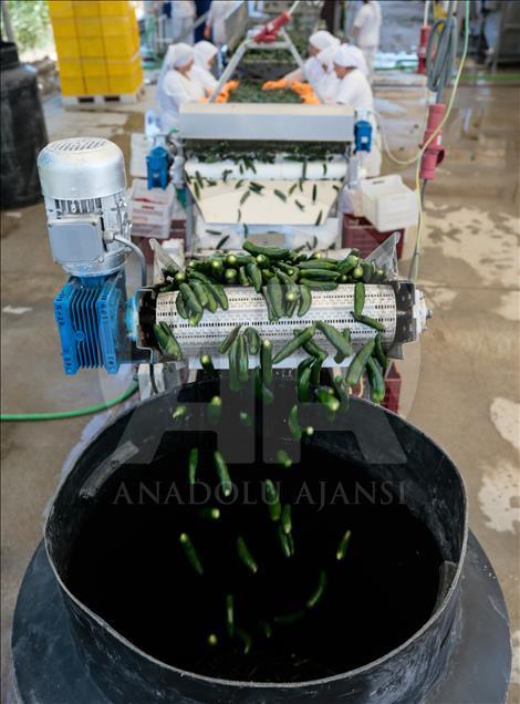 Pizzaların "Meksika biberi" Türkiye'den