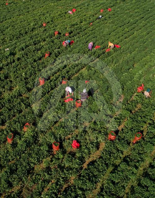 Pizzaların "Meksika biberi" Türkiye'den
