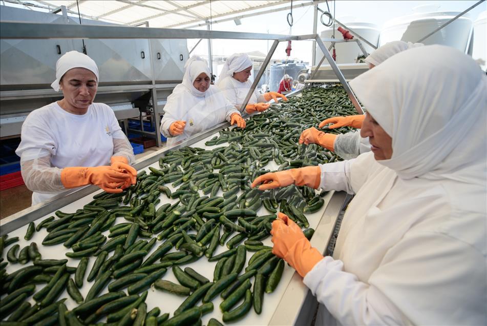 Pizzaların "Meksika biberi" Türkiye'den