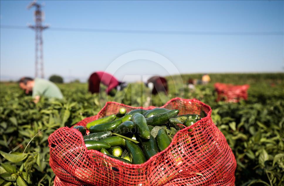 Pizzaların "Meksika biberi" Türkiye'den