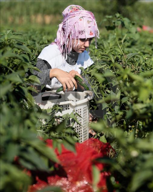 Pizzaların "Meksika biberi" Türkiye'den