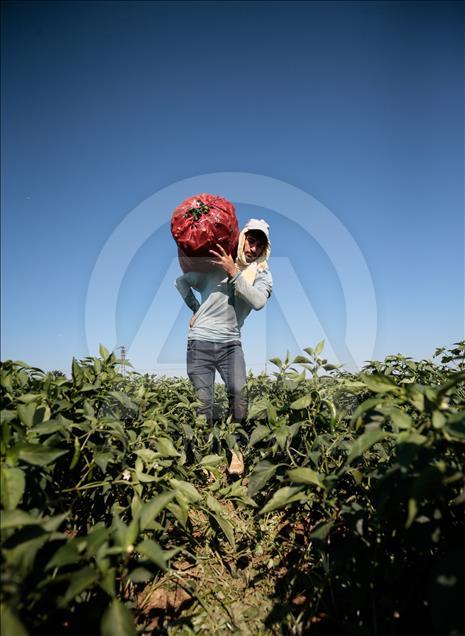Pizzaların "Meksika biberi" Türkiye'den