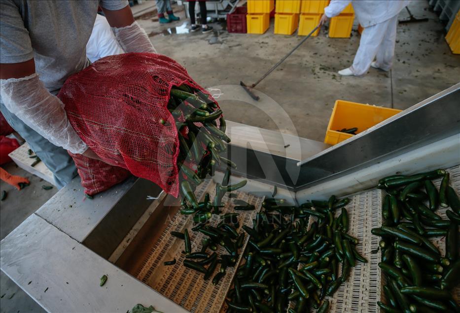 Pizzaların "Meksika biberi" Türkiye'den
