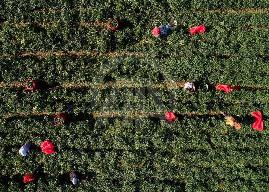 Pizzaların "Meksika biberi" Türkiye'den