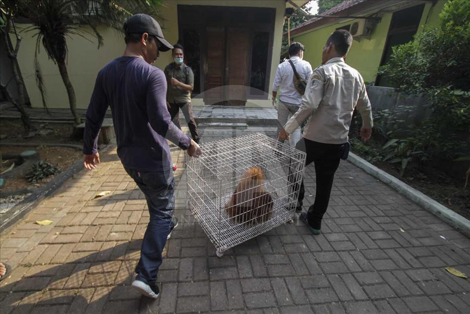 Rescatan a cría de orangutan víctima del comercio ilegal en Indonesia