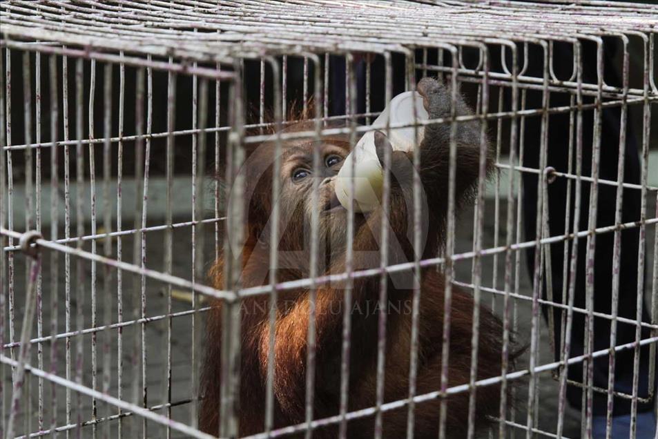 Rescatan a cría de orangutan víctima del comercio ilegal en Indonesia