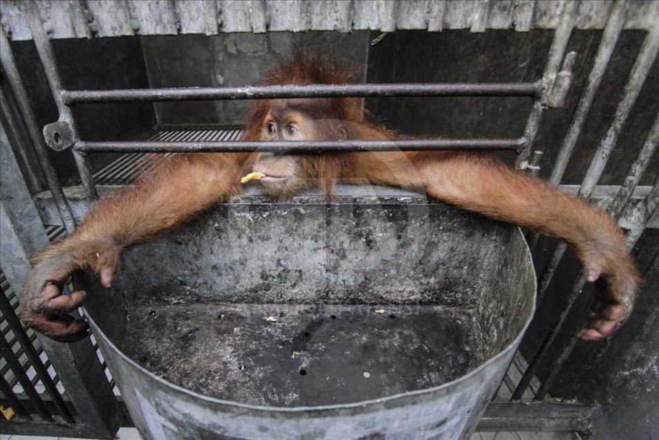 Rescatan a cría de orangutan víctima del comercio ilegal en Indonesia