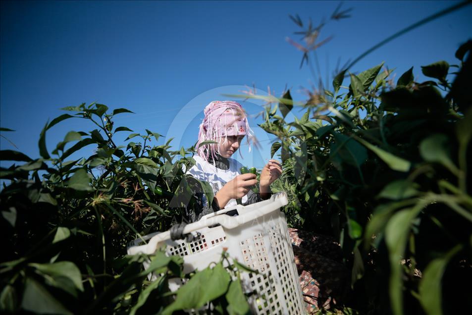 Pizzaların "Meksika biberi" Türkiye'den