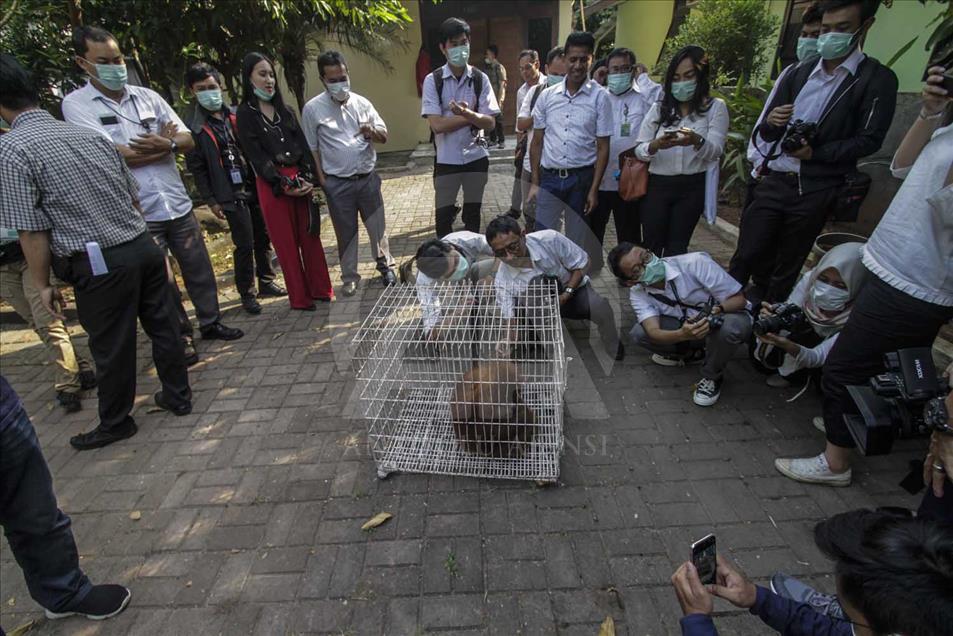 Rescatan a cría de orangutan víctima del comercio ilegal en Indonesia