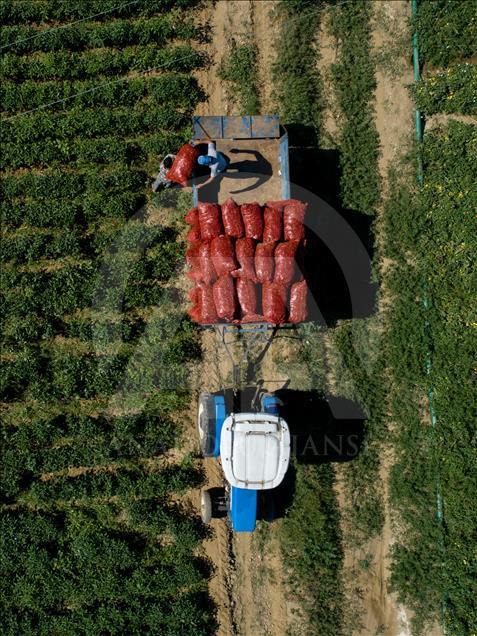 Pizzaların "Meksika biberi" Türkiye'den