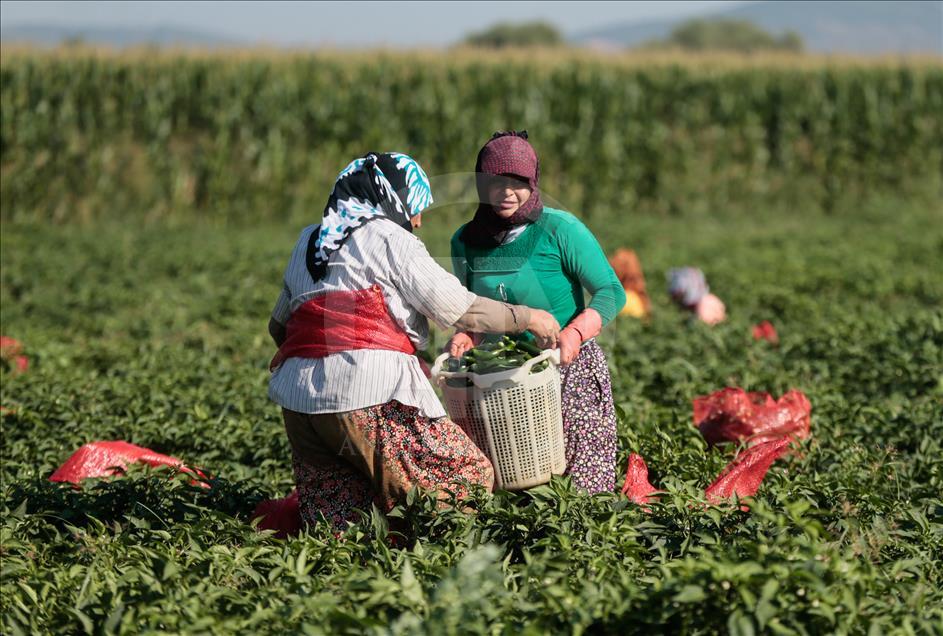 Pizzaların "Meksika biberi" Türkiye'den