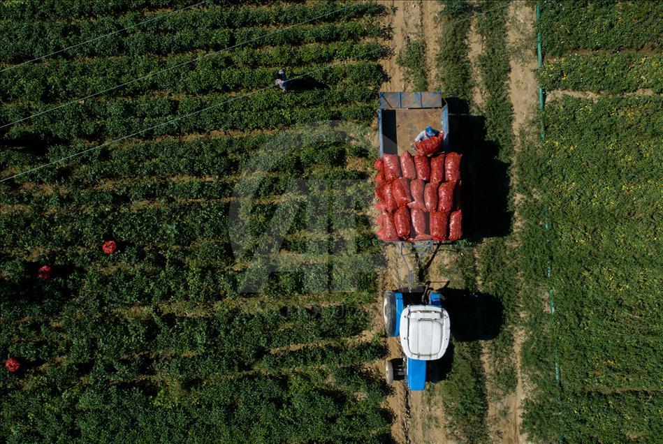 Pizzaların "Meksika biberi" Türkiye'den