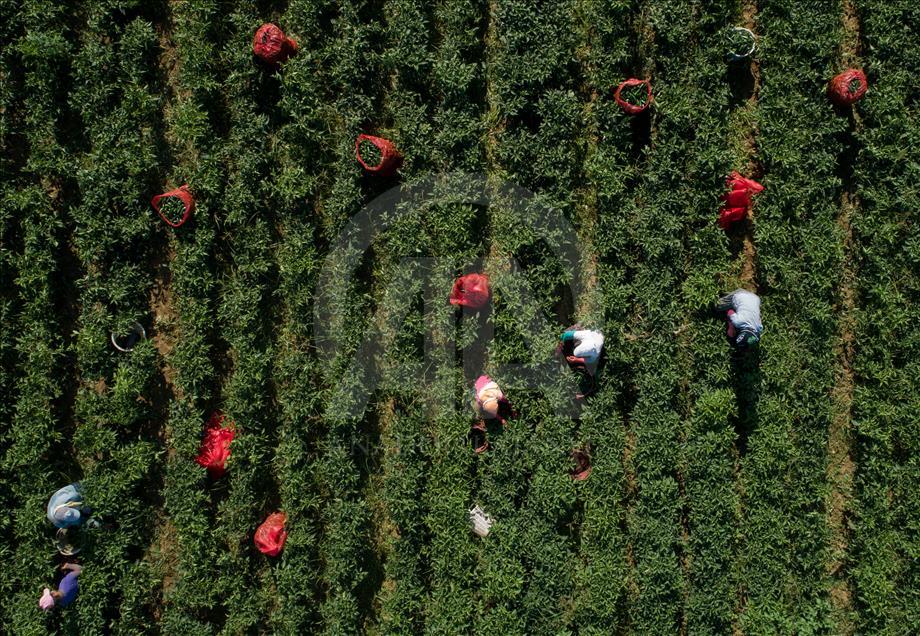 Pizzaların "Meksika biberi" Türkiye'den