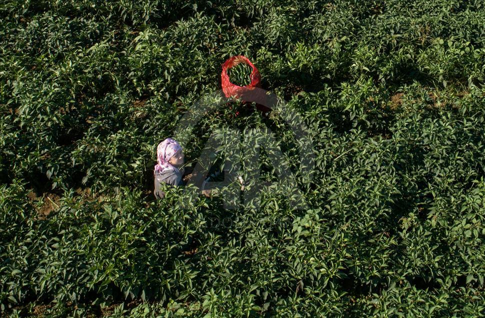 Pizzaların "Meksika biberi" Türkiye'den