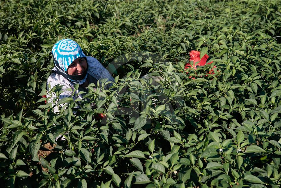 Pizzaların "Meksika biberi" Türkiye'den