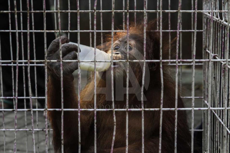 Rescatan a cría de orangutan víctima del comercio ilegal en Indonesia