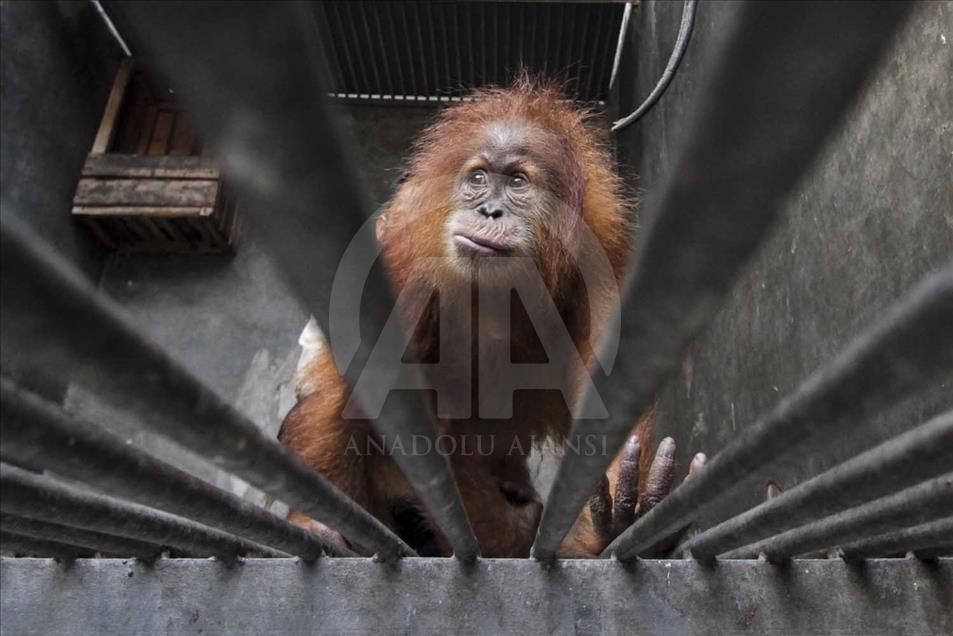 Rescatan a cría de orangutan víctima del comercio ilegal en Indonesia