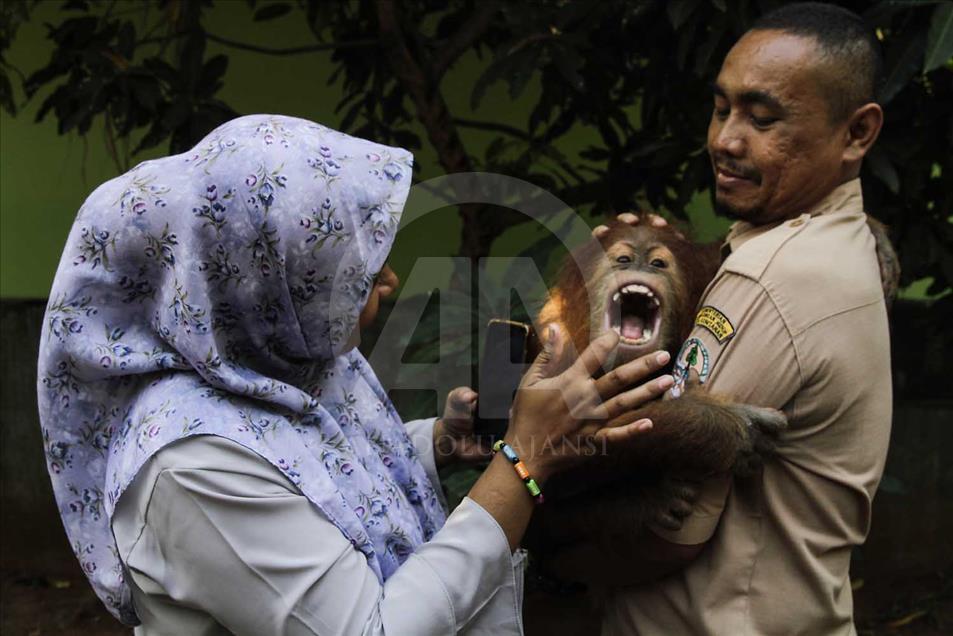 Rescatan a cría de orangutan víctima del comercio ilegal en Indonesia