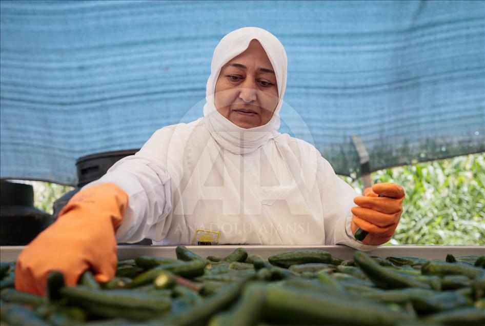 Pizzaların "Meksika biberi" Türkiye'den