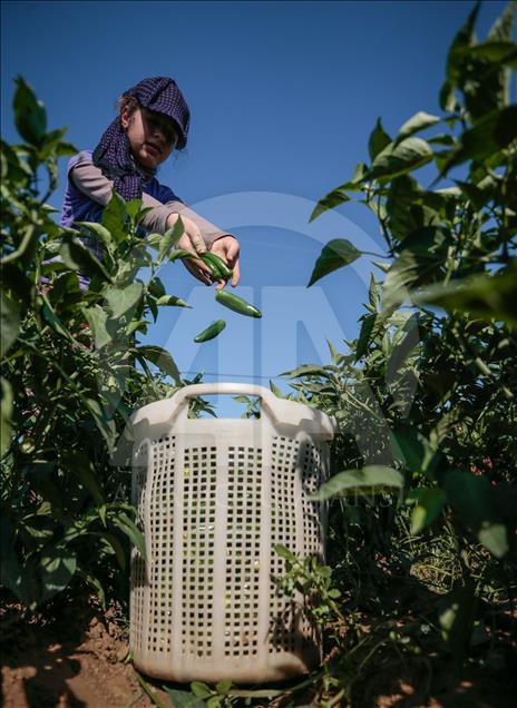 Pizzaların "Meksika biberi" Türkiye'den