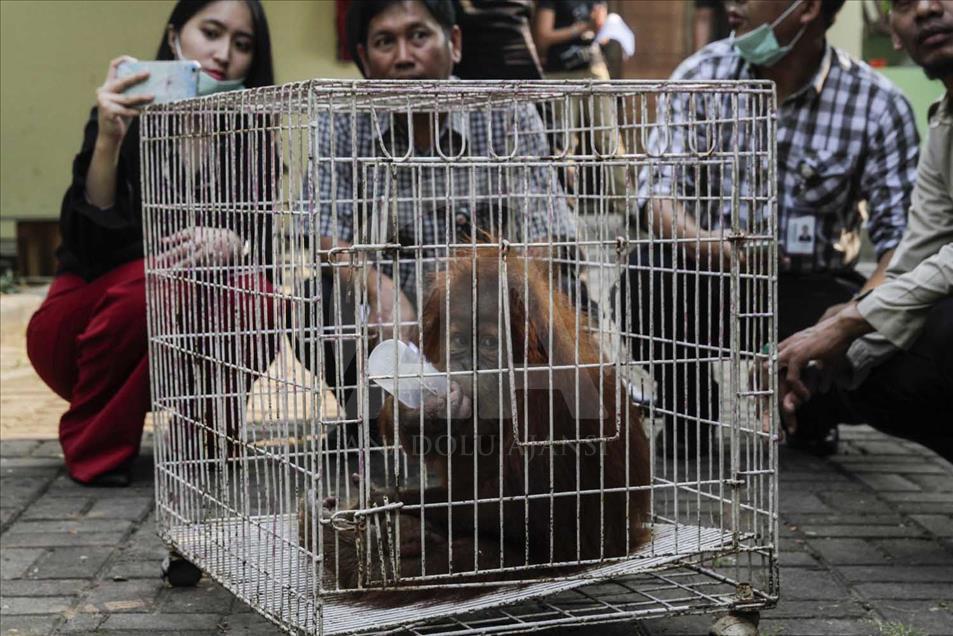 Rescatan a cría de orangutan víctima del comercio ilegal en Indonesia