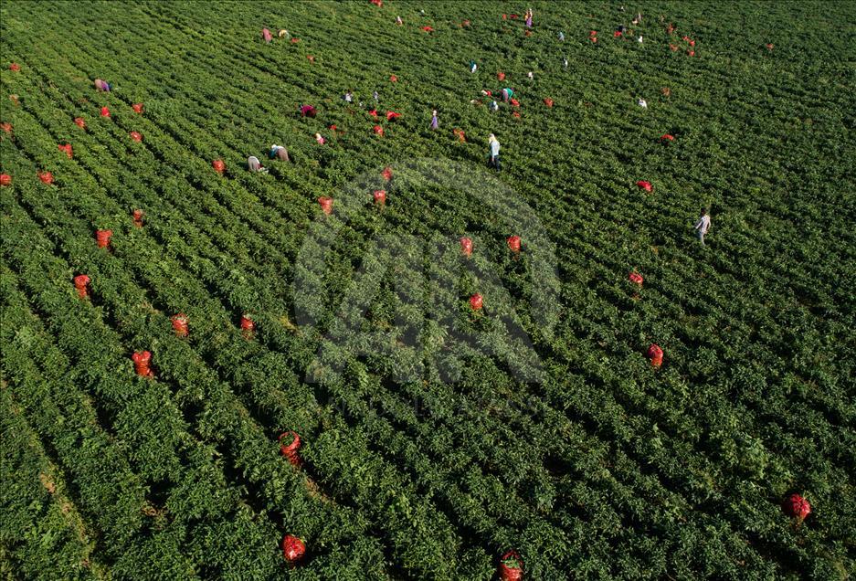 Pizzaların "Meksika biberi" Türkiye'den