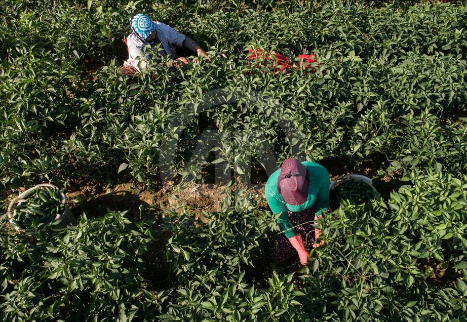 Pizzaların "Meksika biberi" Türkiye'den