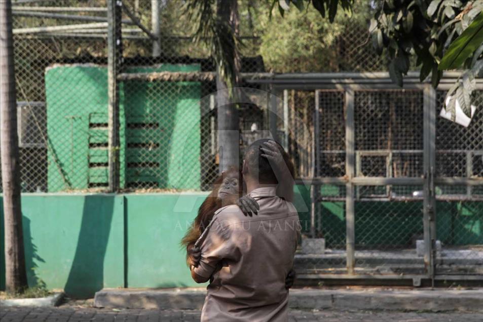 Rescatan a cría de orangutan víctima del comercio ilegal en Indonesia