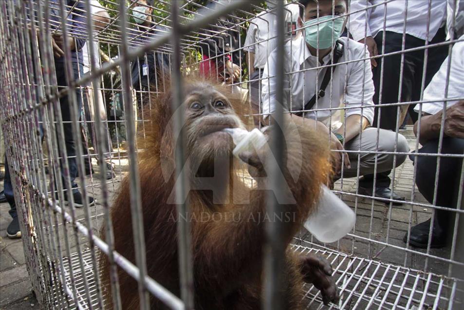 Rescatan a cría de orangutan víctima del comercio ilegal en Indonesia