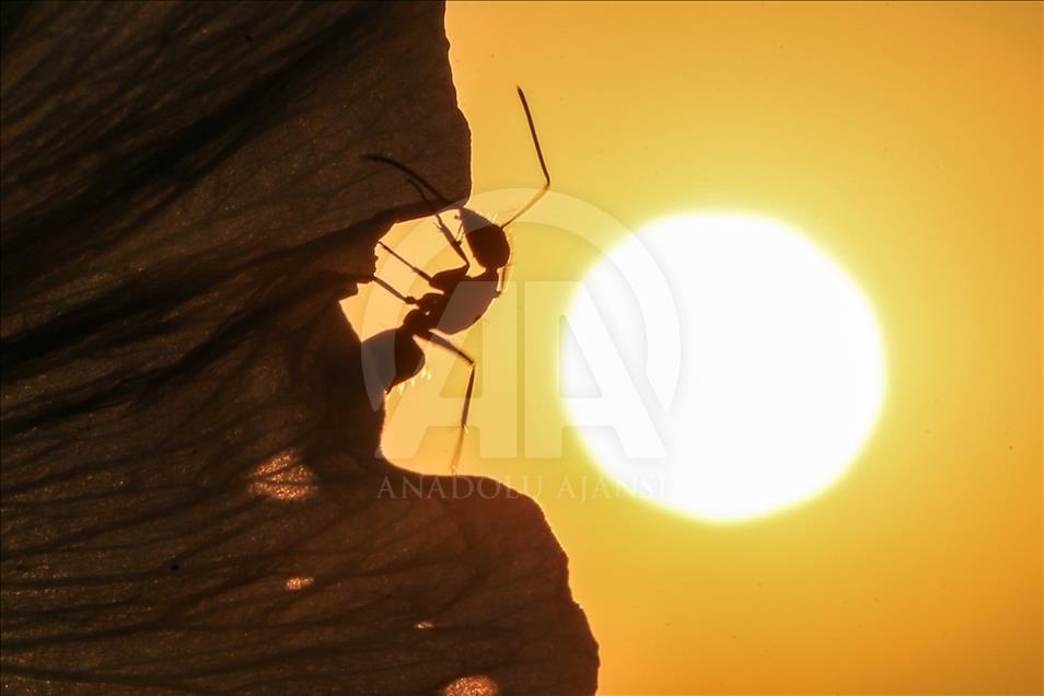 Ants during sunset in Turkey's Van