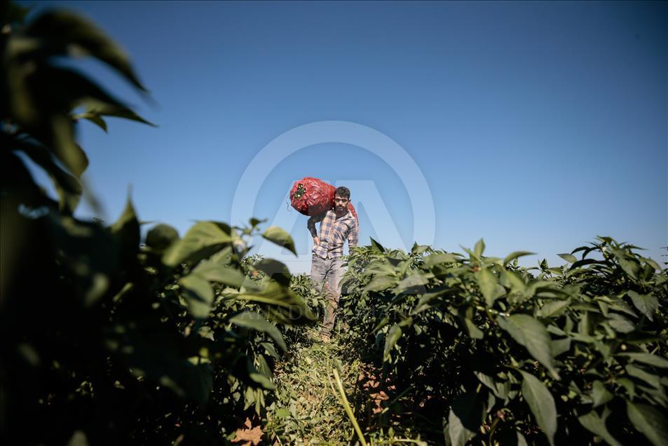 Pizzaların "Meksika biberi" Türkiye'den