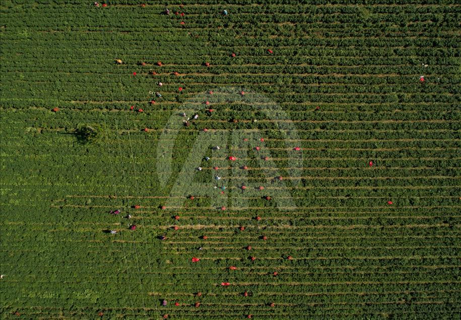 Pizzaların "Meksika biberi" Türkiye'den