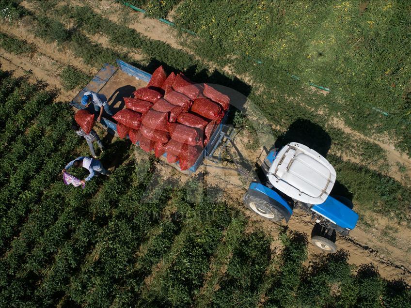 Pizzaların "Meksika biberi" Türkiye'den