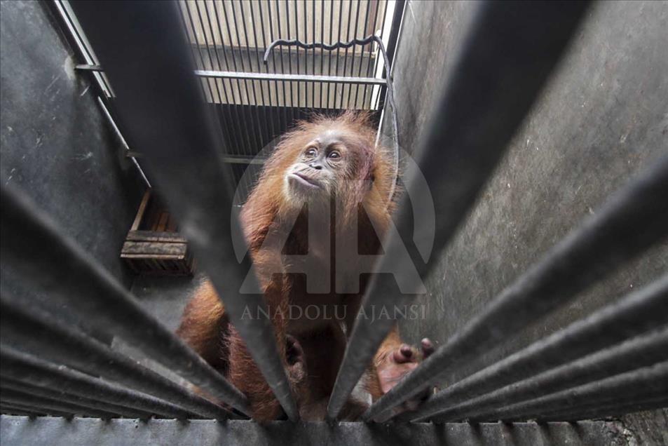 Rescatan a cría de orangutan víctima del comercio ilegal en Indonesia