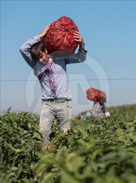 Pizzaların "Meksika biberi" Türkiye'den
