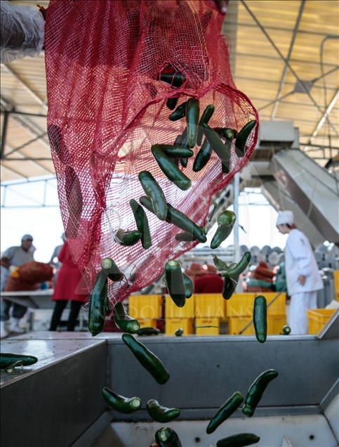 Pizzaların "Meksika biberi" Türkiye'den