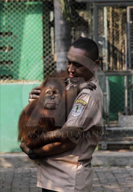 Rescatan a cría de orangutan víctima del comercio ilegal en Indonesia