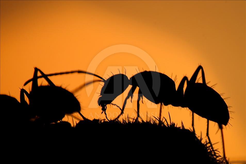 Ants during sunset in Turkey's Van