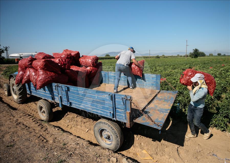 Pizzaların "Meksika biberi" Türkiye'den