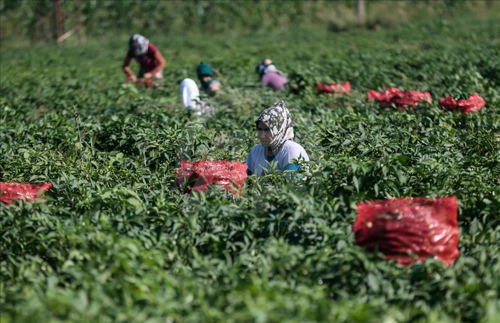 Pizzaların "Meksika biberi" Türkiye'den
