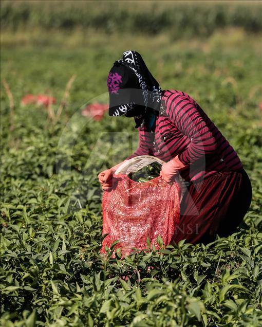 Pizzaların "Meksika biberi" Türkiye'den