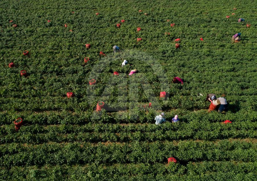 Pizzaların "Meksika biberi" Türkiye'den