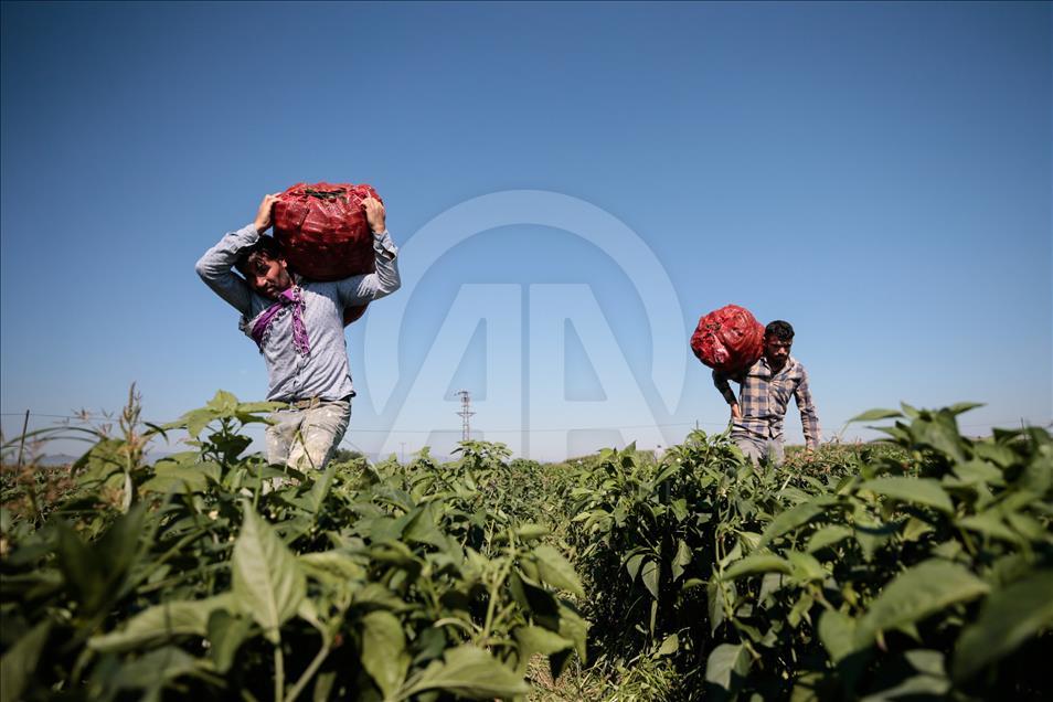 Pizzaların "Meksika biberi" Türkiye'den