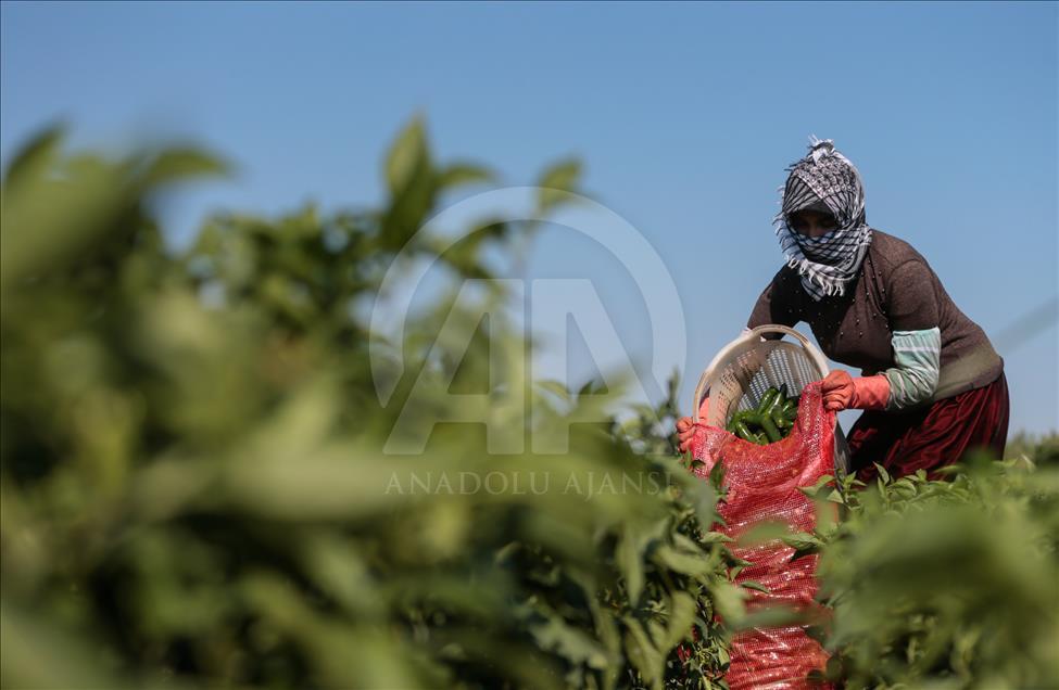 Pizzaların "Meksika biberi" Türkiye'den