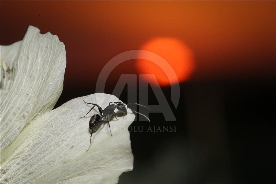FOTOPRIČA - Mravi uvijek iznova iznenađuju naučnike 